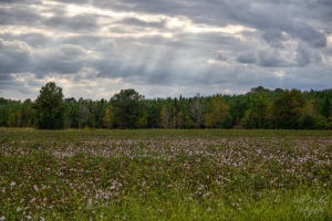 2013_10_12_3085 (Large)