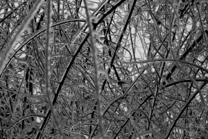 IMG_8684 (Large)